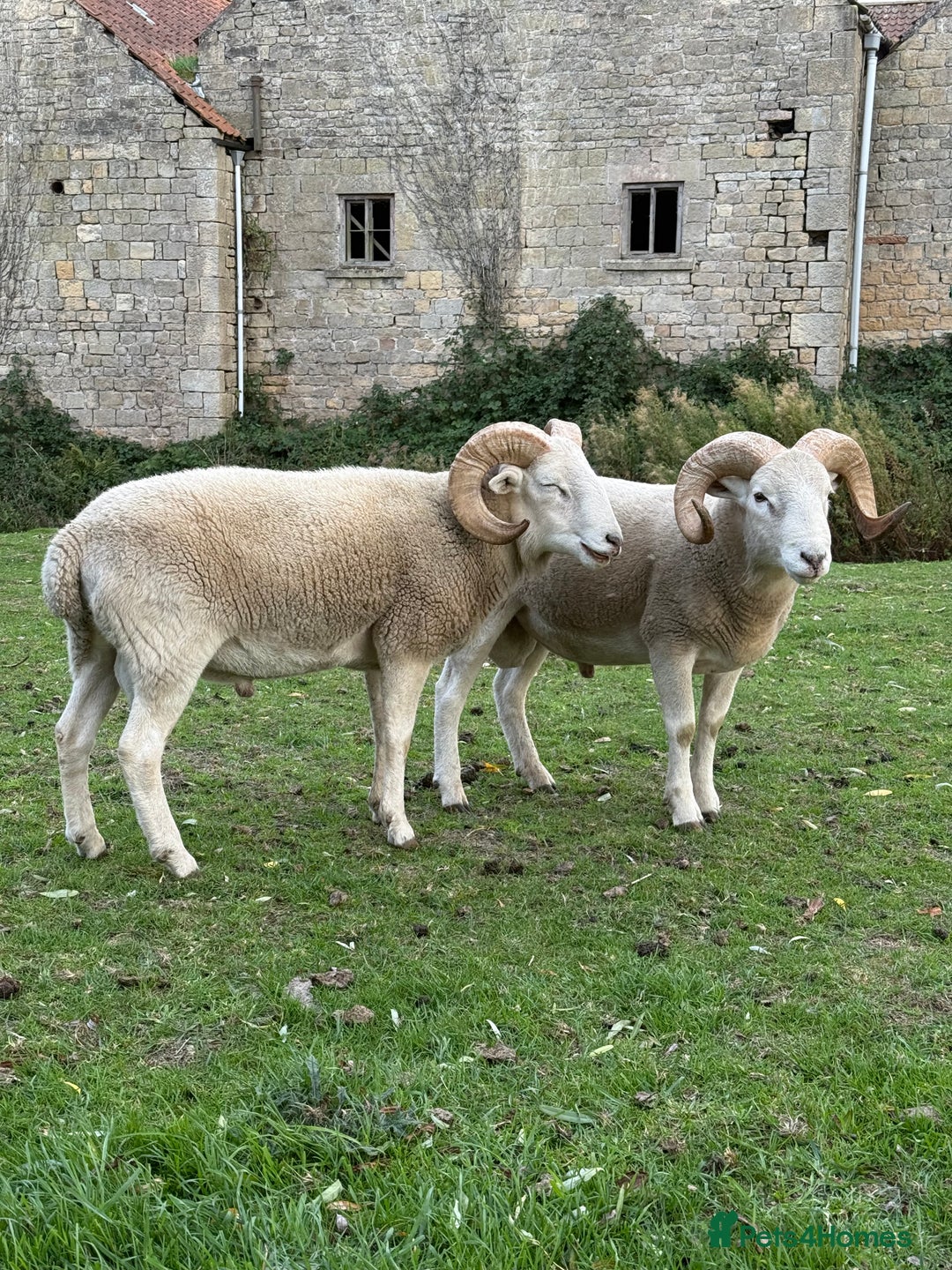 Sheep livestock for sale: Wiltshire Horned Rams  - Image 1