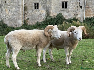 Sheep livestock - Advert 11