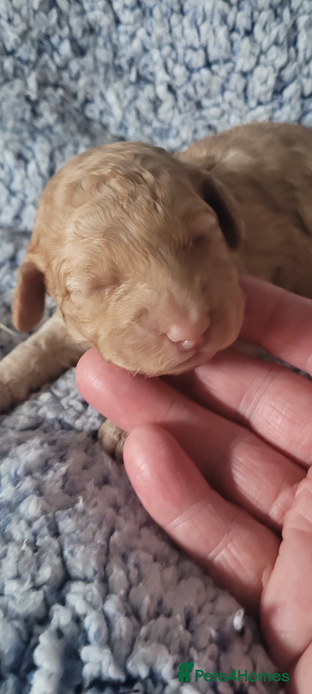 Cockapoo dogs for sale: F3b Merle Cockapoos - Image 17