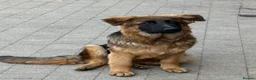 German Shepherd dogs for sale: Long coat German Shepherd - Advert 4