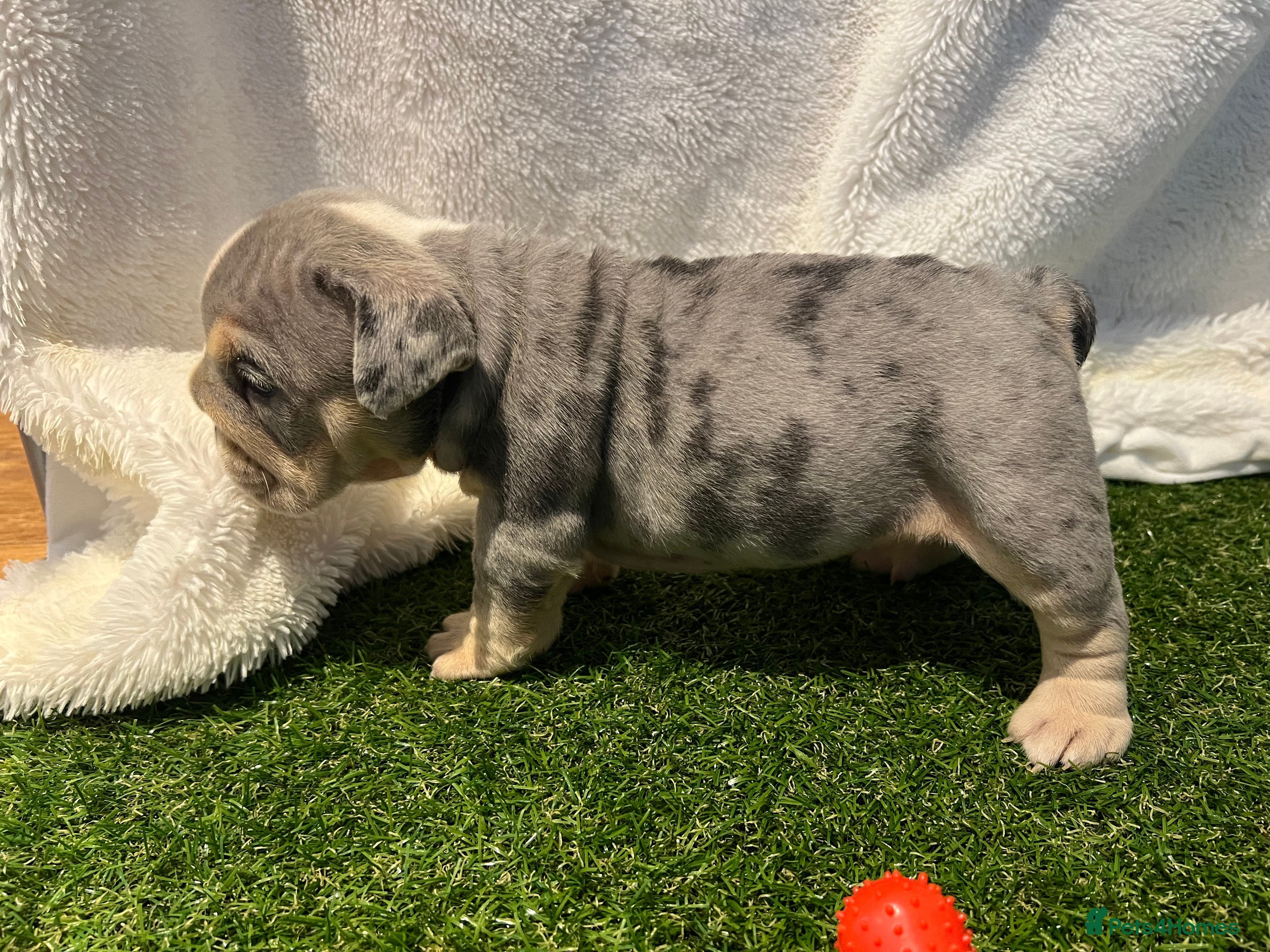 English Bulldog dogs for sale: BEAUTIFUL ENGLISH BULLDOGS  - Advert 2