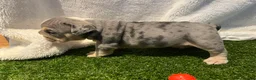 English Bulldog dogs for sale: BEAUTIFUL ENGLISH BULLDOGS  - Advert 3