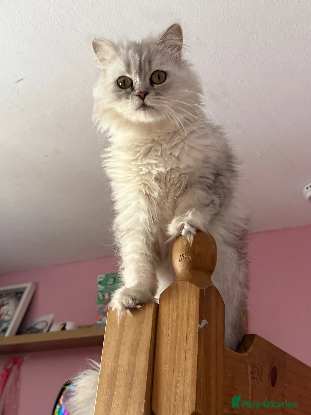 Persian cats for sale: Retired Persian Girl — 2 Years Old — Indoor Only  - Advert 1