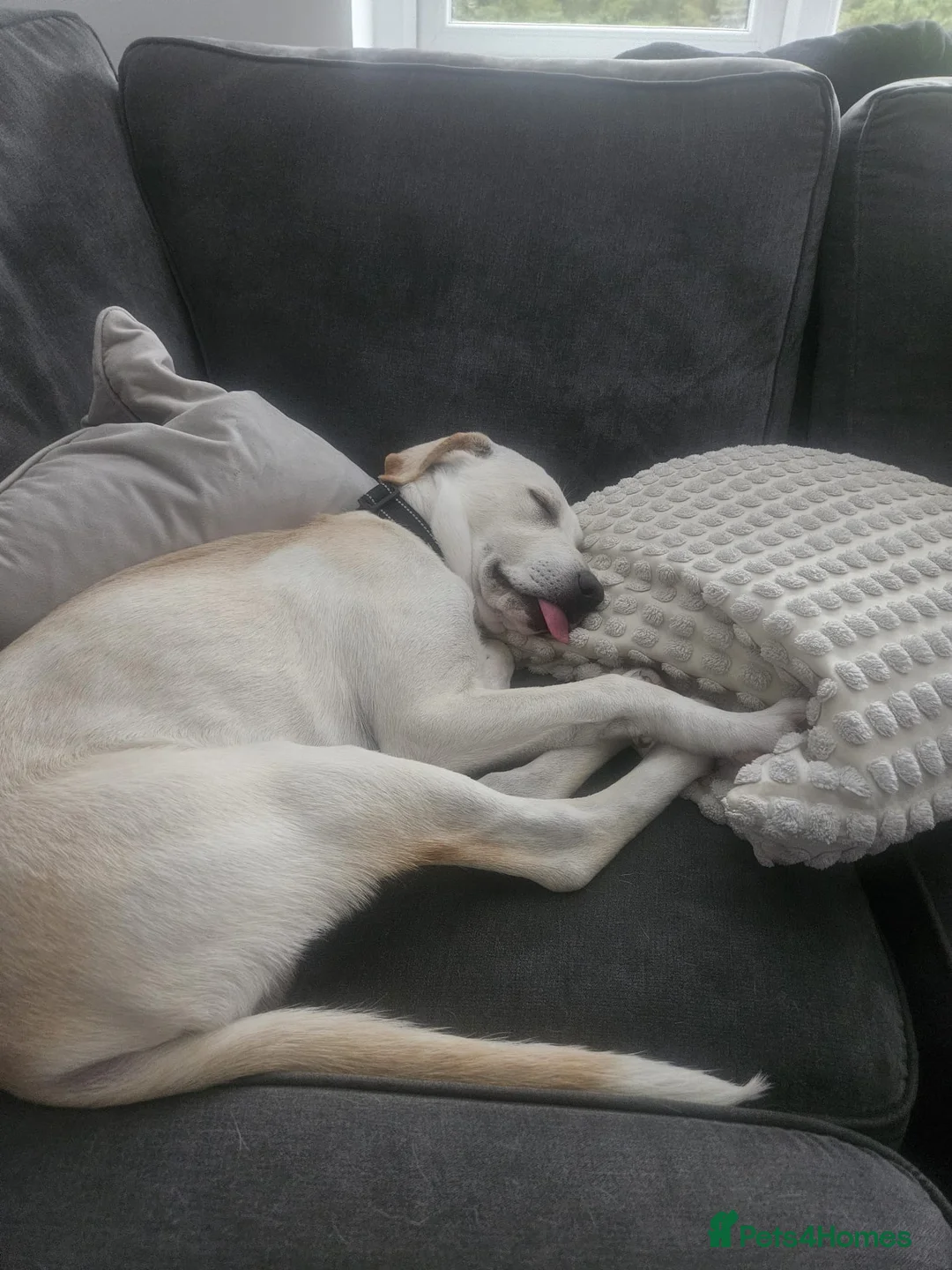 Mixed Breed dogs for sale: Loving boy looking for his forever home  in Aberdeen - Advert 2