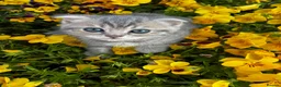 Scottish Fold cats for sale: 5 Scottish Fold Kittens for sale - Advert 10
