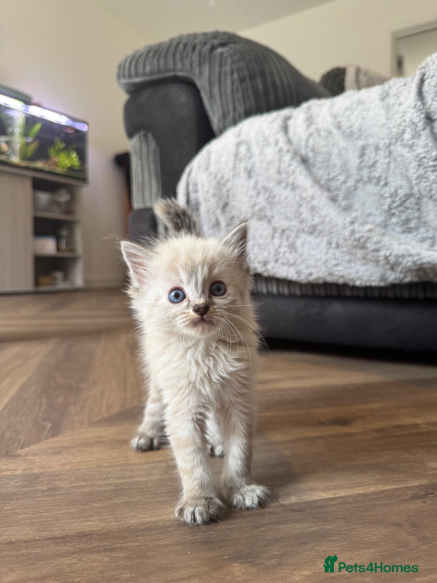 Mixed Breed cats Ragdoll  - Advert 19