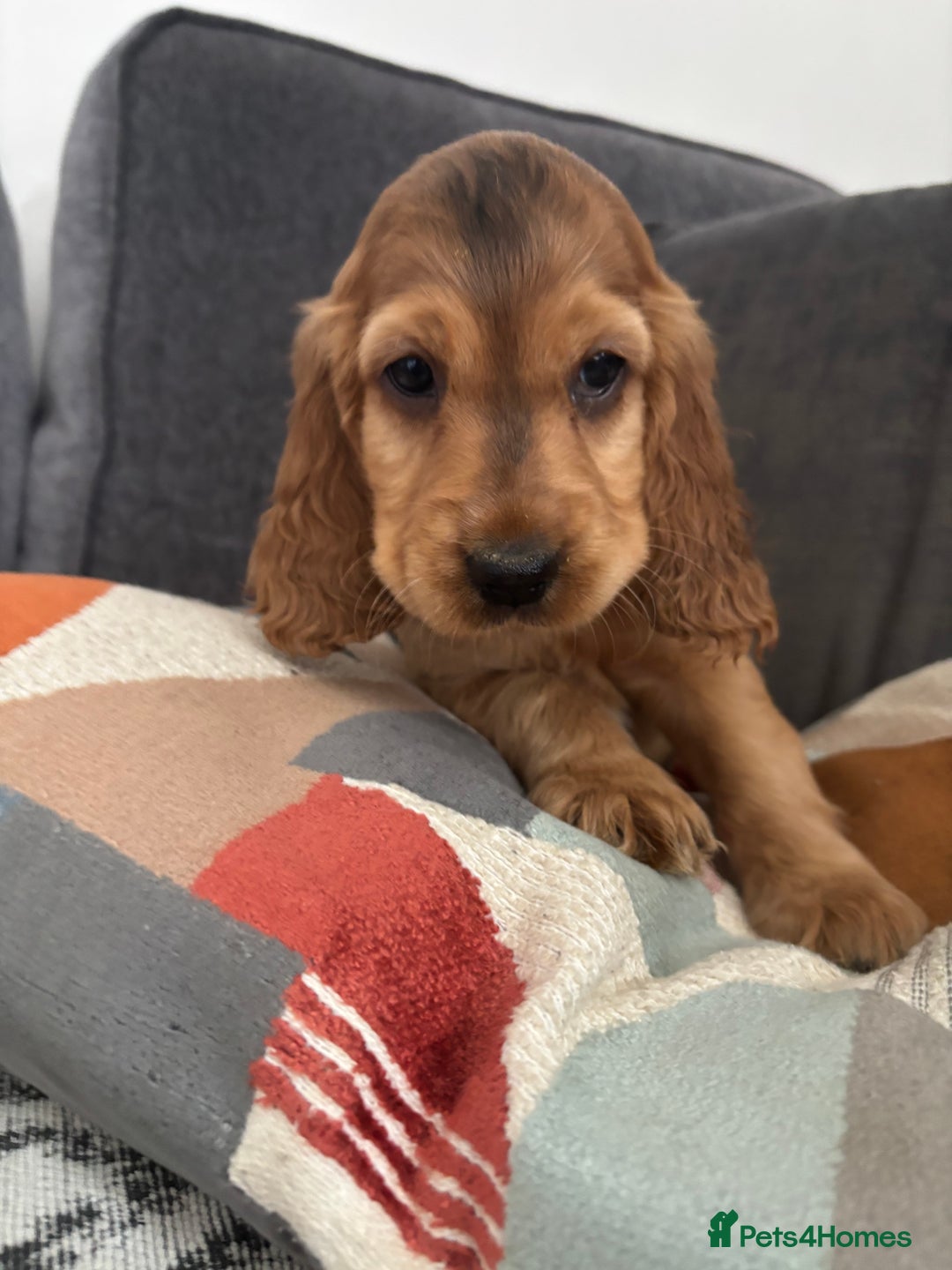 Cocker Spaniel dogs for sale: Beautiful show type cocker spaniel puppies - Image 17