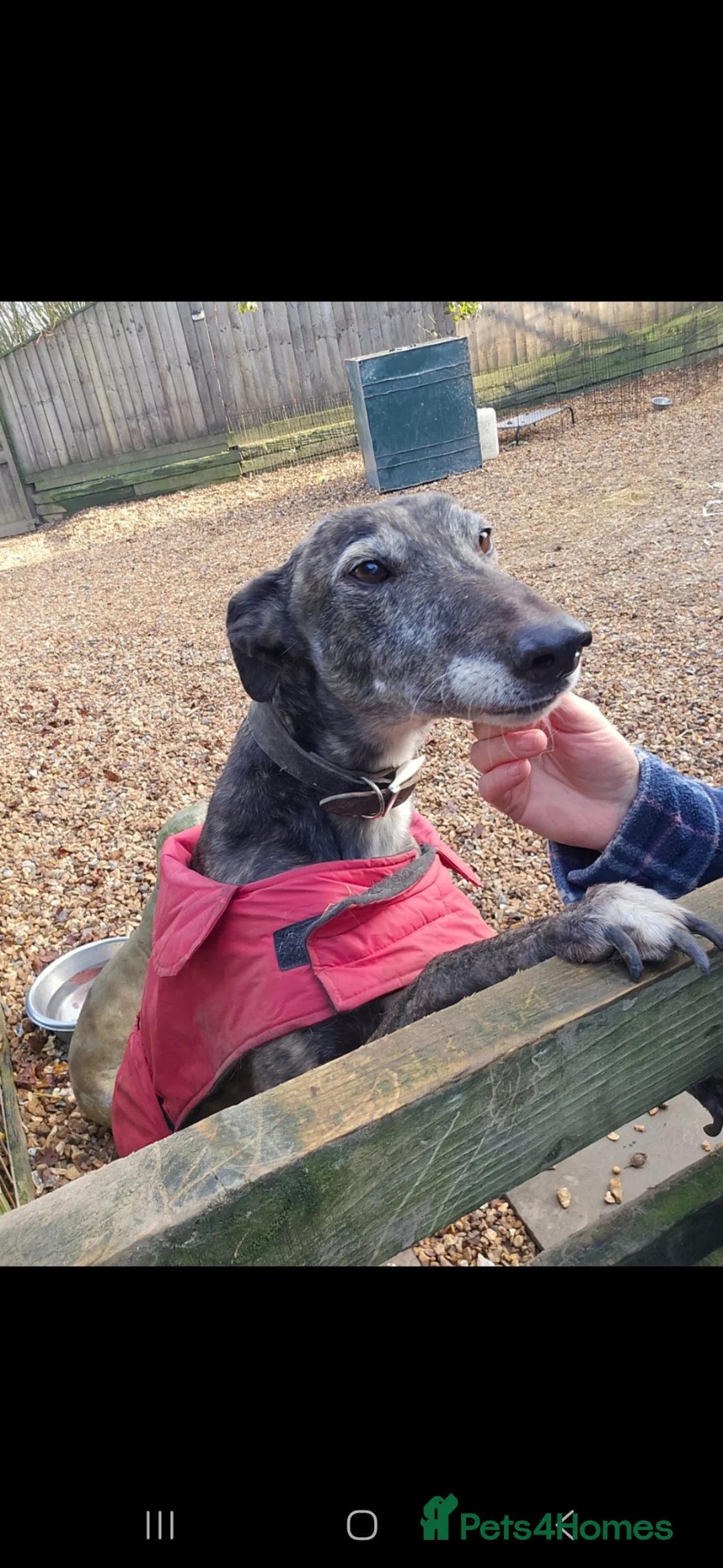 Greyhound dogs for sale: Greyhound female in foster - Advert 2