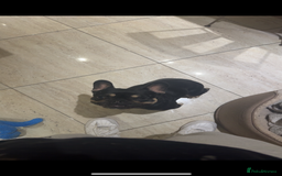 French Bulldog dogs for sale: Lunarya - Loving 4-Year-Old French Bulldog  - Advert 2