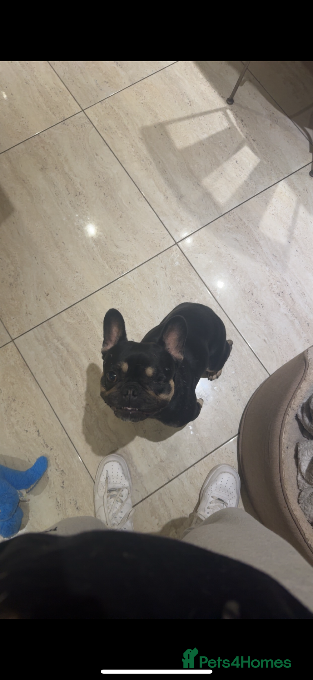 French Bulldog dogs for sale: Lunarya - Loving 4-Year-Old French Bulldog  - Advert 2