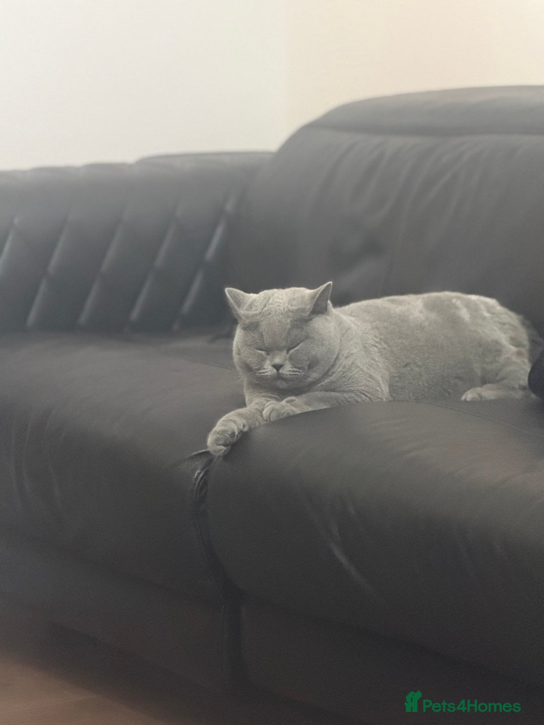 British Shorthair cats for sale: British shorthair male pedigree - Advert 6