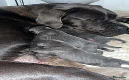 Cane Corso dogs for sale: Abkc registered cane corso pups - Image 2