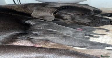 Cane Corso dogs - Advert 3