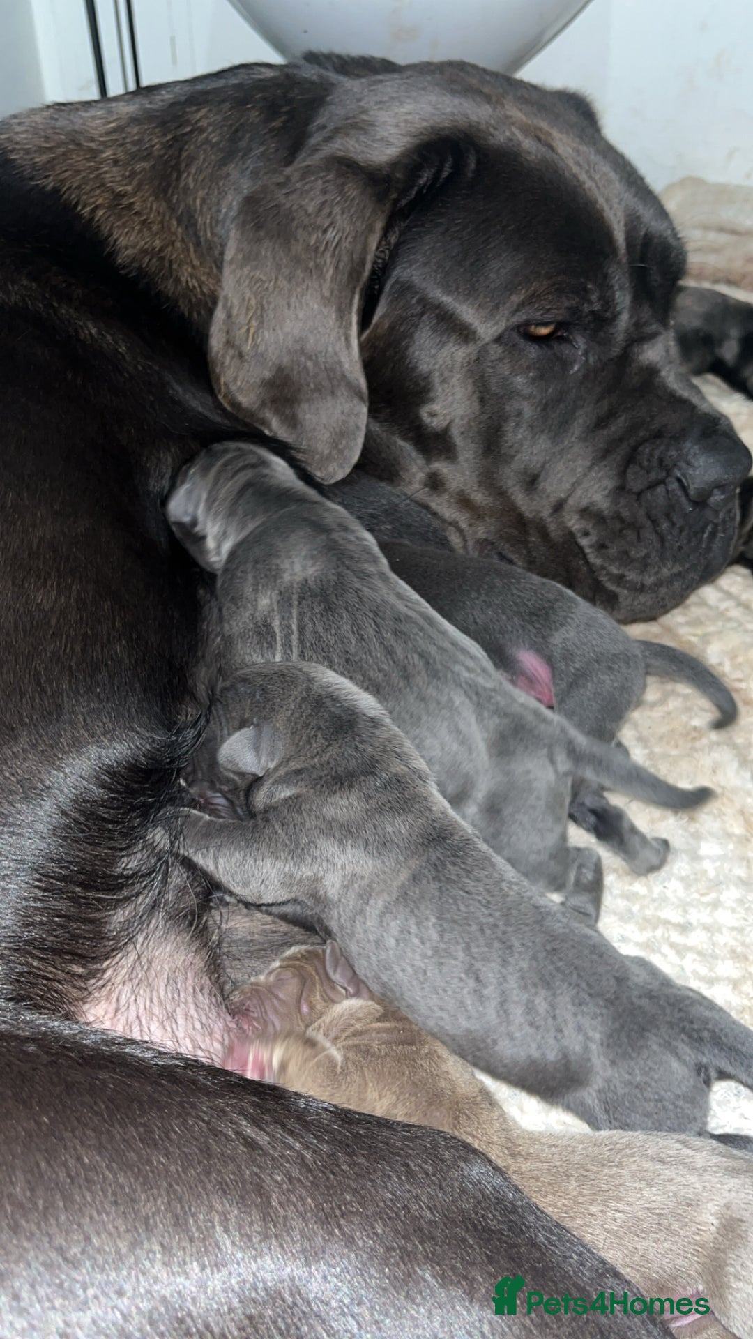 Cane Corso dogs for sale: Abkc registered cane corso pups - Image 2