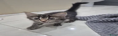 Long hair tabby 