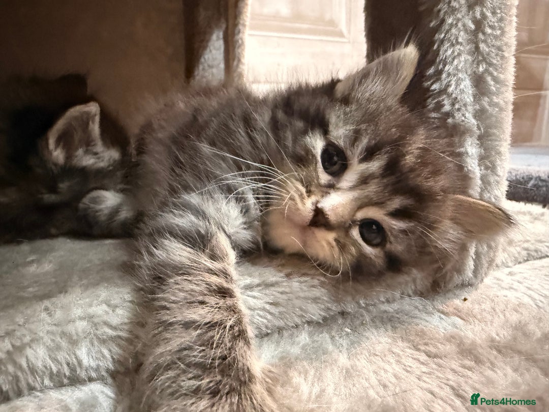 Ragdoll cats for sale: Ragdoll cross Persian kittens - Image 11