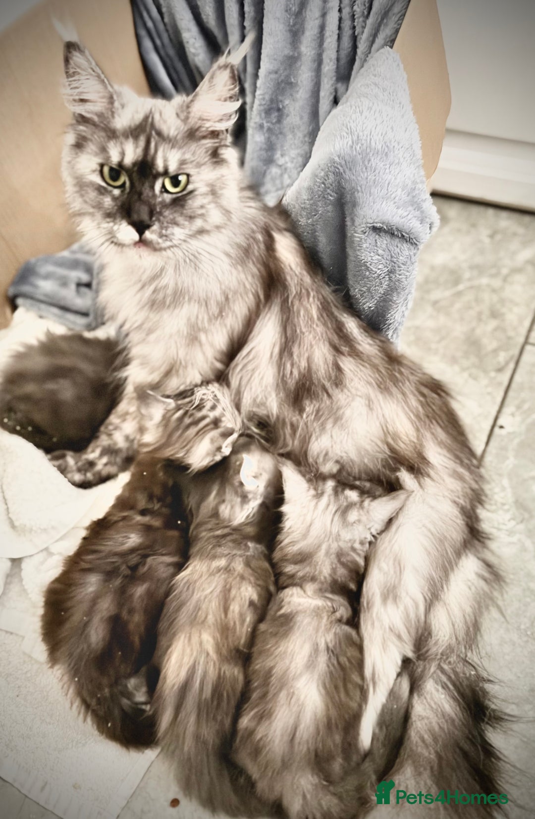 Maine Coon cats for sale: Maine coon kittens  - Image 13