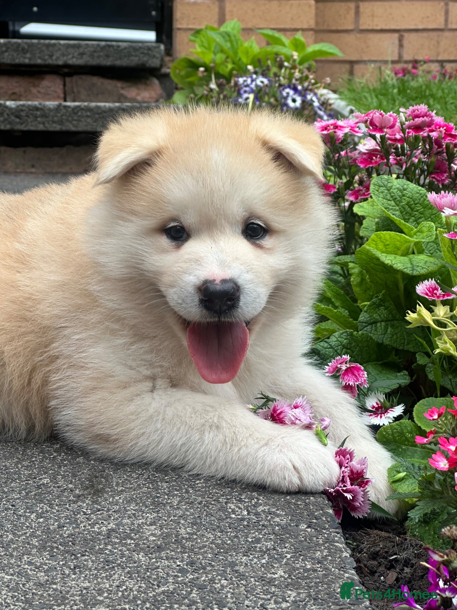 Alaskan Malamute dogs Rare big pure Alaskan Malamute pups - Advert 2
