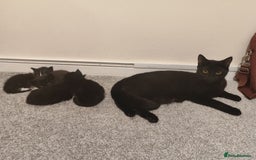Domestic Shorthair cats for sale: kittens - Image 9