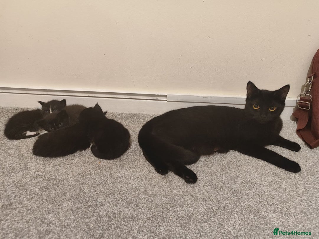 Domestic Shorthair cats for sale: kittens - Image 9