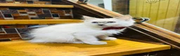 Ragdoll cats for sale:  🌸 GCCF/TICA Registered Pedigree Ragdoll Kittens  - Advert 27