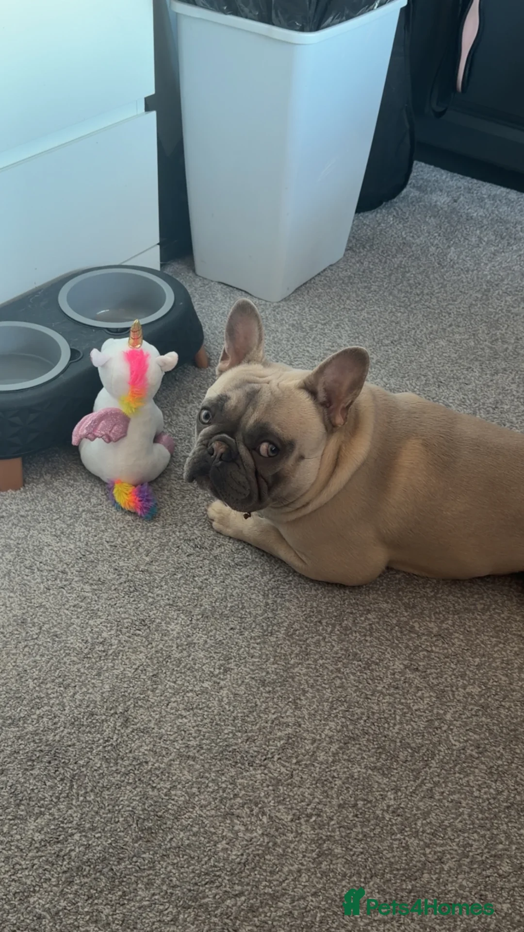 French Bulldog dogs for stud: French Bulldog Stud - Advert 2