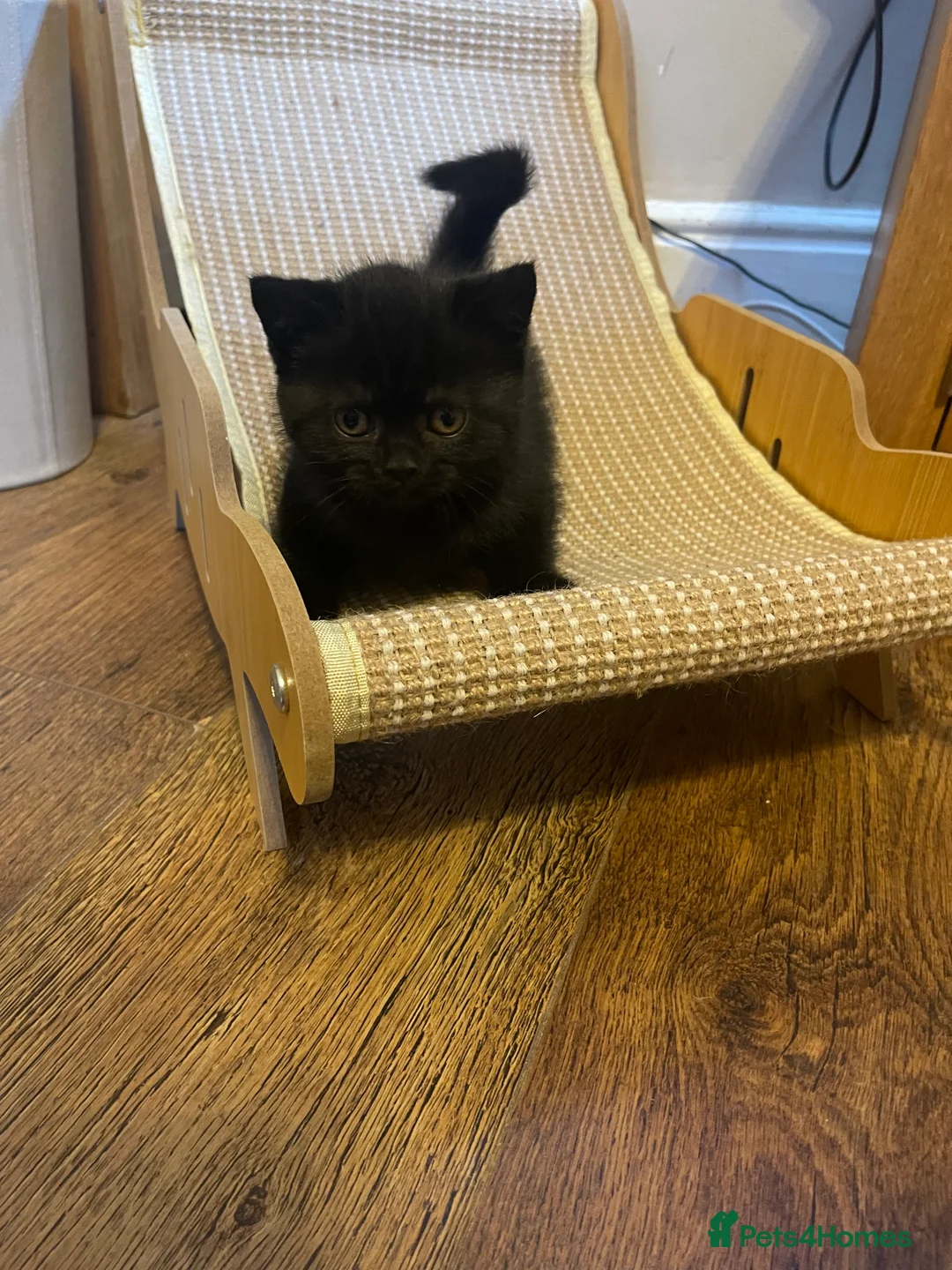 British Shorthair cats for sale: British blue pedigree kittens for sale  - Advert 2