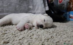 Samoyed dogs for sale: Beautiful Samoyed Puppies! ✨* - Image 9
