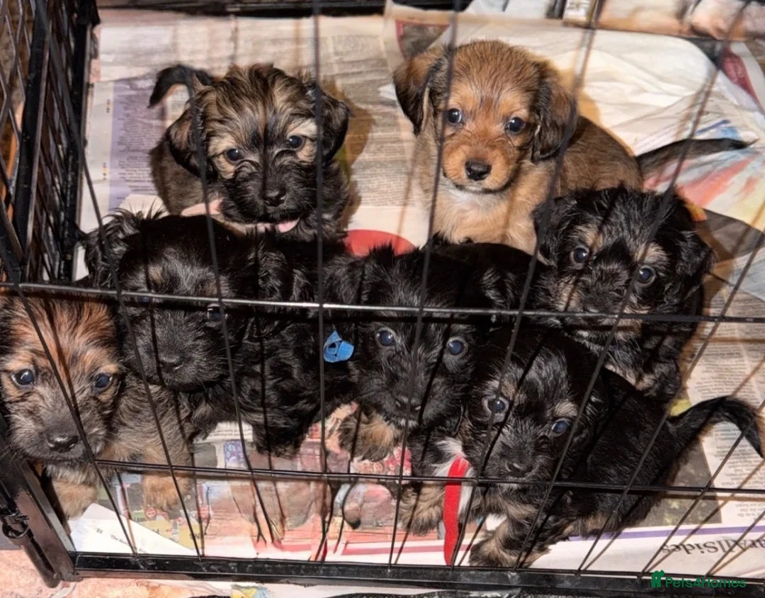 Mixed Breed dogs for sale: Schweenie puppy’s  - Advert 1