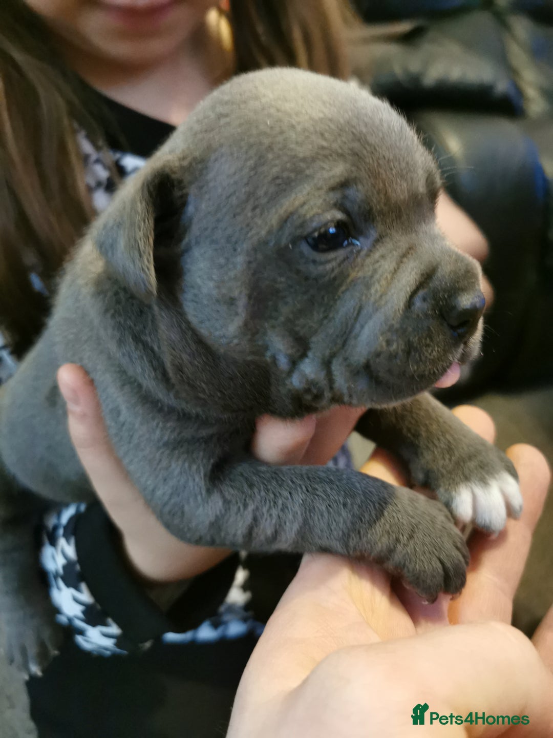 Staffordshire Bull Terrier dogs for sale: Beautiful Staffy's puppies - Advert 12