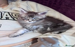 Maine Coon cats for sale: 1 beautiful Male kitten left - Image 5