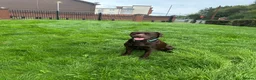 Mixed Breed dogs for sale: Meet belle.. - Advert 5