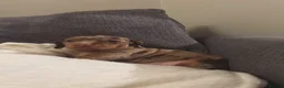 Miniature Dachshund dogs for sale: Beautiful Miniature Dachshund Puppies For Sale  - Advert 6