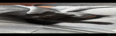 Domestic Shorthair 2