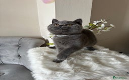 British Shorthair cats for sale: Blue British Shorthair registered Full Pedigree  - Image 2