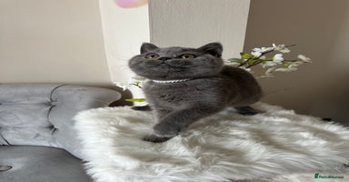 British Shorthair cats - Advert 15