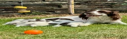 English Springer Spaniel dogs for sale: Liver & White English Springer Spaniel Puppies in Delabole - Advert 15