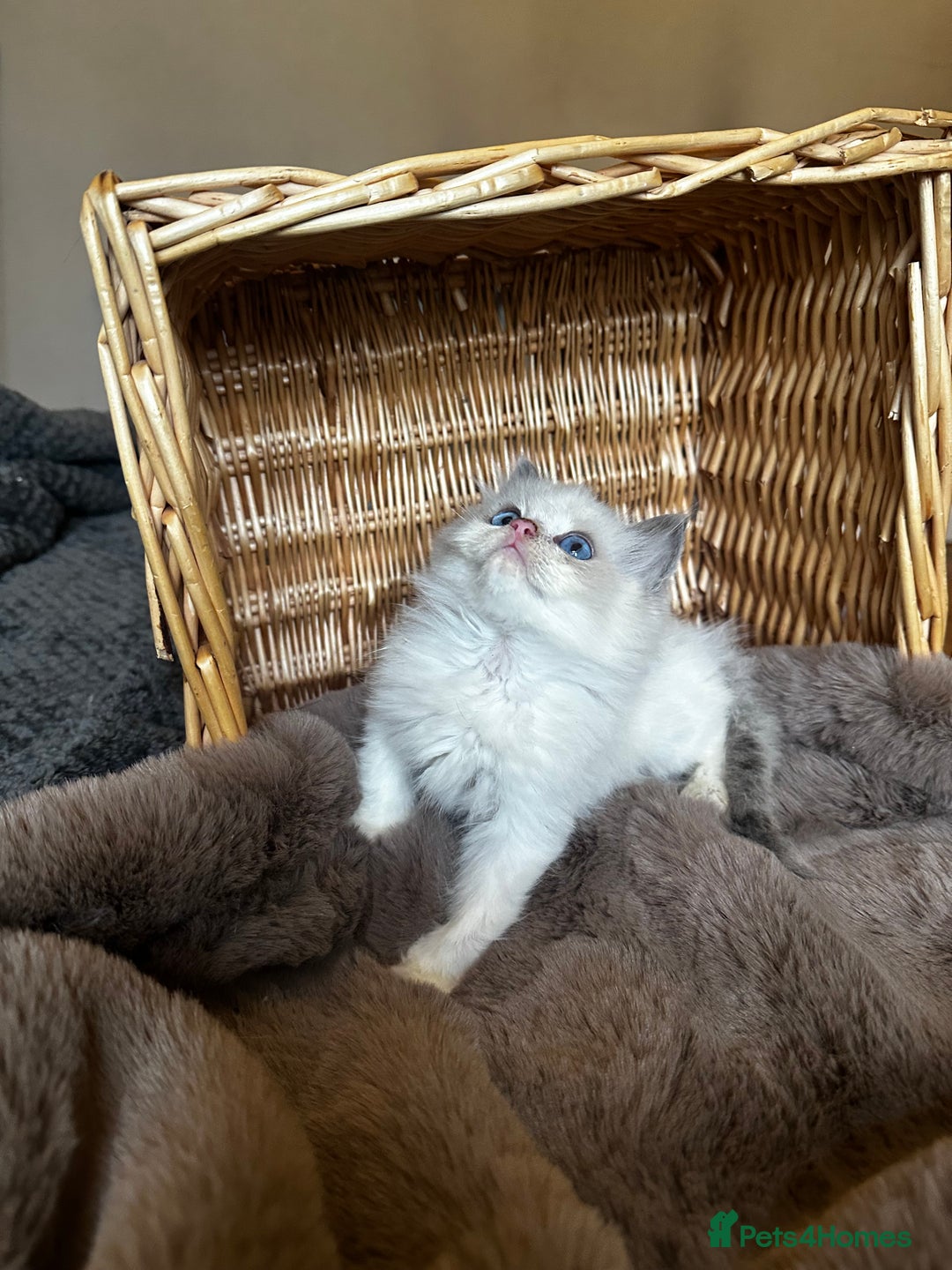 Ragdoll cats for sale: Lovely little Ragdoll bundle of joy  - Image 8
