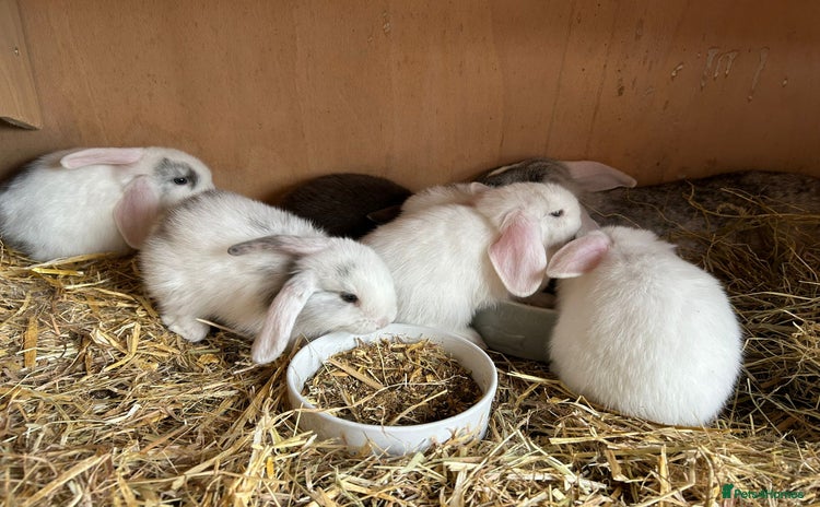 Mini Lop rabbits - Advert 15