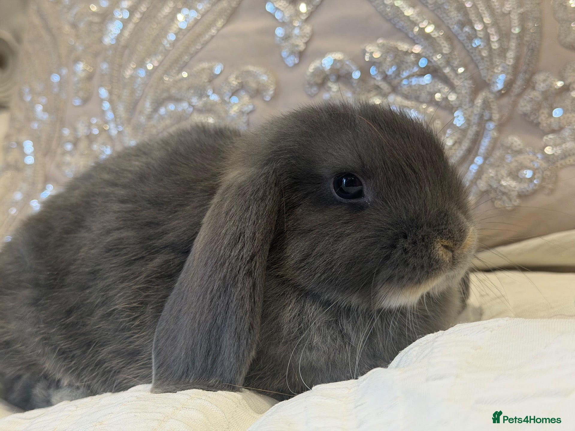 Mini Lop rabbits Cute Blue Mini Lop Babies  - Advert 1