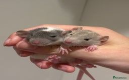 Rat rodents for sale: Baby rats (males and females) - Image 1