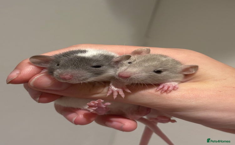 Rat rodents - Advert 6