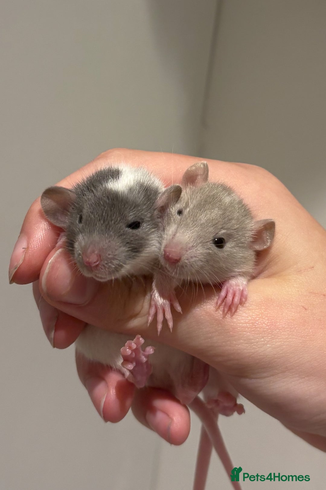 Rat rodents for sale: Baby rats (males and females) - Image 1