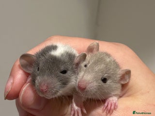 Rat rodents - Advert 11
