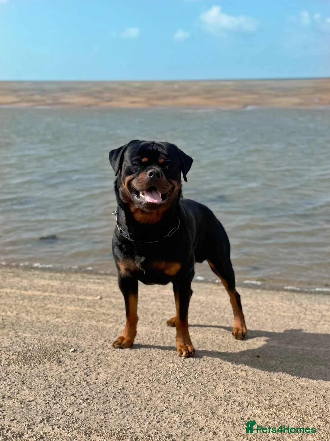 Rottweiler dogs for sale: Expecting Rottweiler pups - ready end of May  - Advert 32