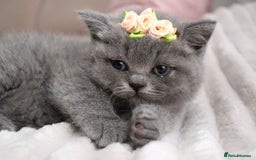 British Shorthair cats for sale: ❤️British Shorthair Kittens GCCF -Ready December  - Image 16