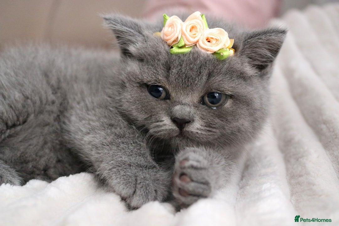 British Shorthair cats for sale: ❤️British Shorthair Kittens GCCF -Ready December  - Image 16