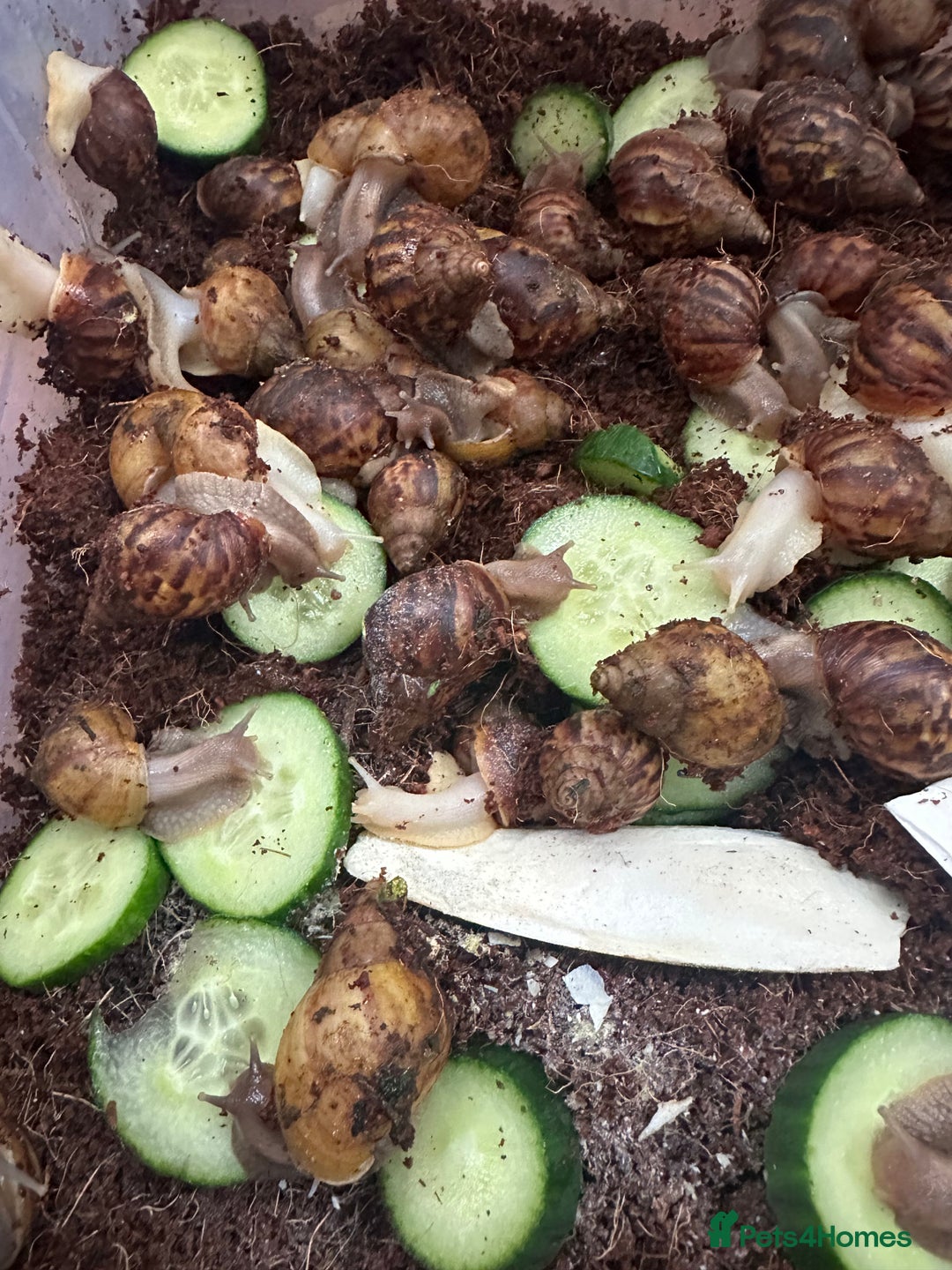 Snails invertebrates for sale: African giant land snails babies - Image 8