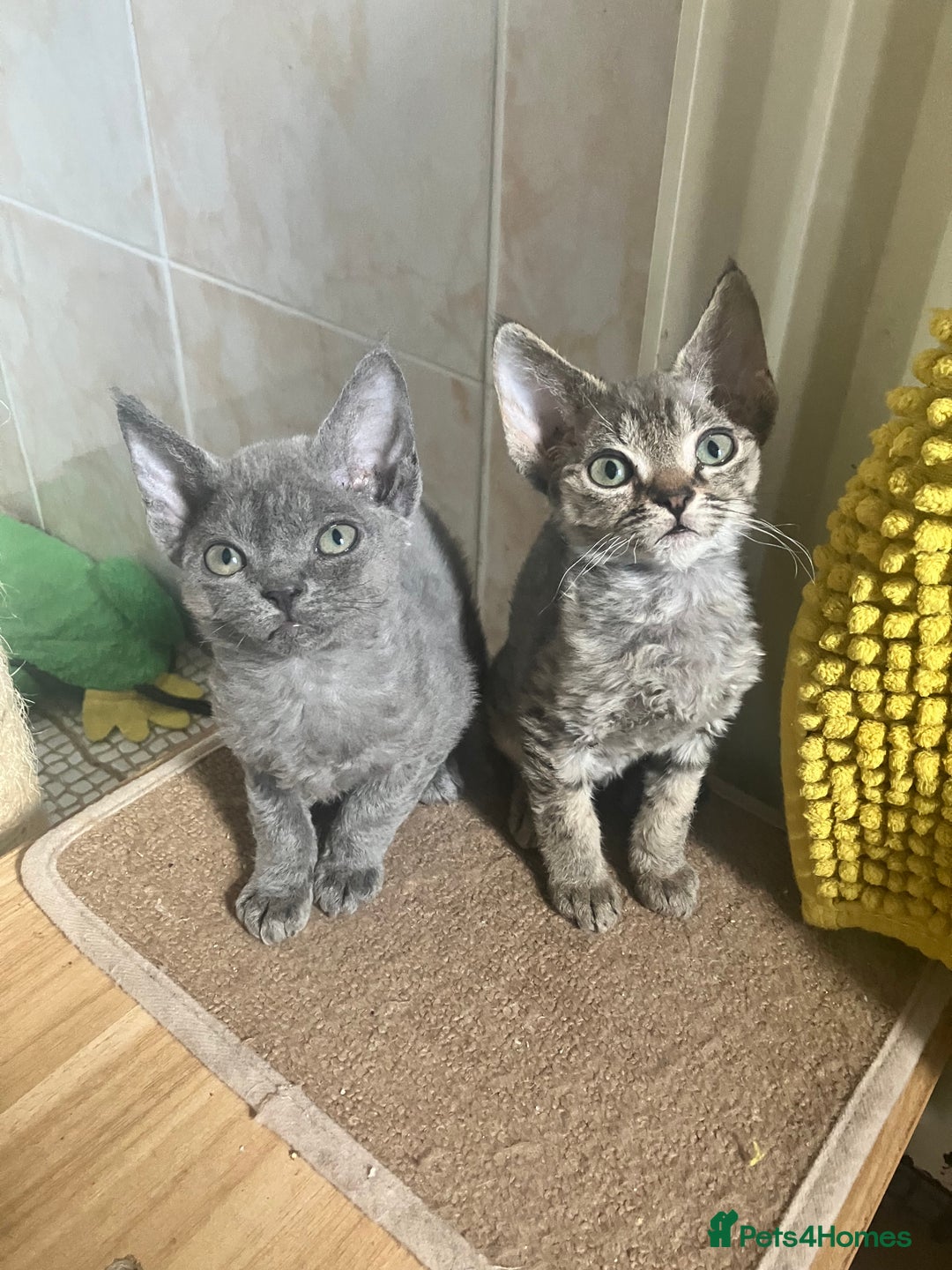 Devon Rex cats for sale: GCCF Registered Pedigree Devon Rex Kittens ❤️ in Leeds - Image 28