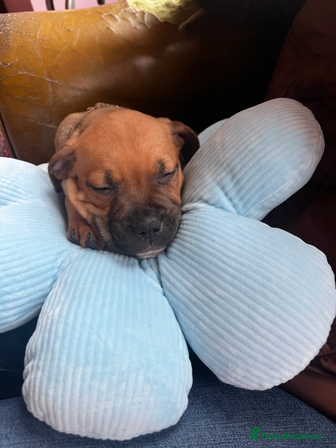 Staffordshire Bull Terrier dogs for sale: LAST 3 MALES RED STAFFY PUPS - Advert 2